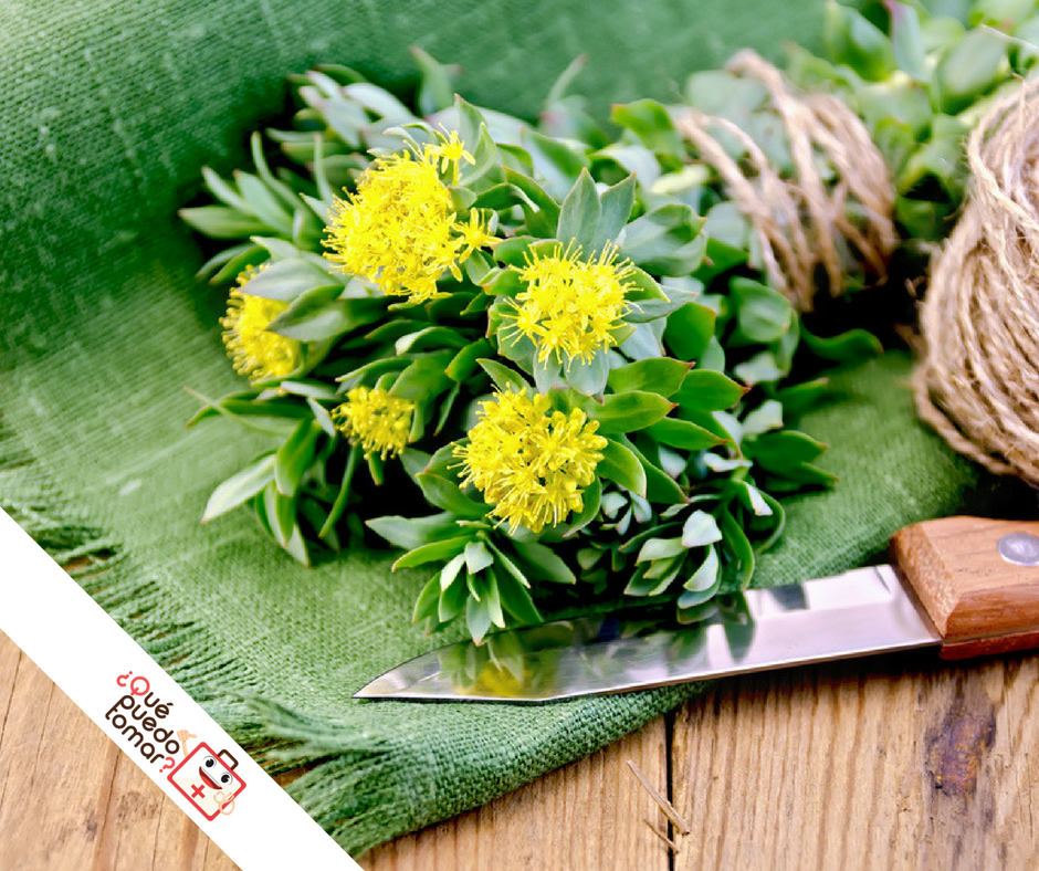 rhodiola rosea