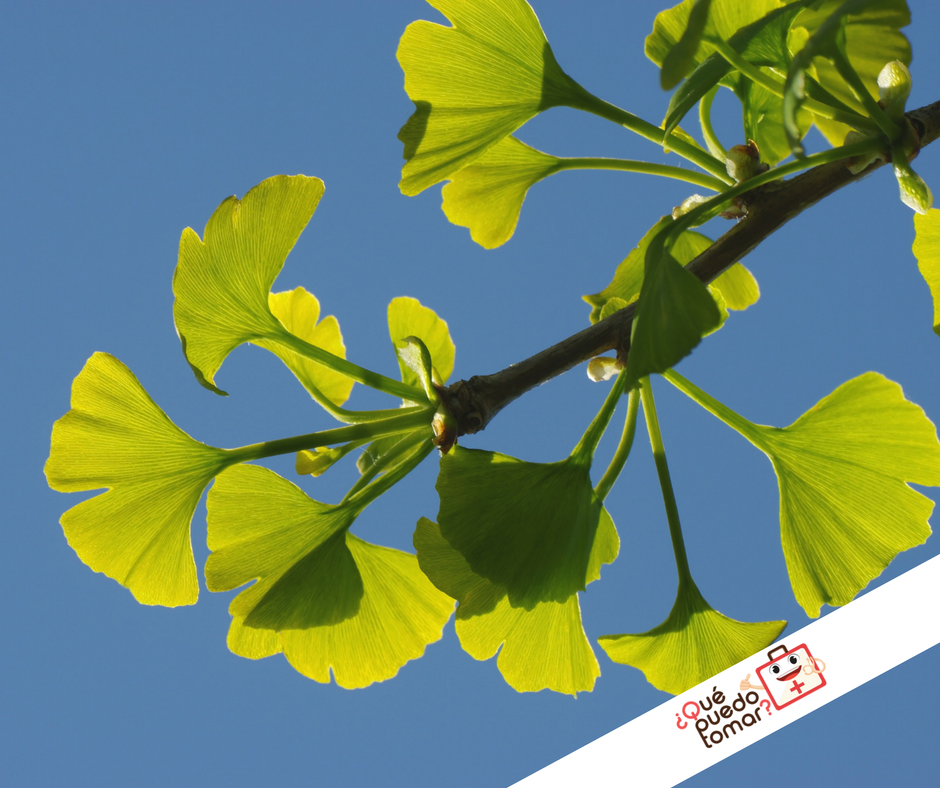 ginkgo biloba